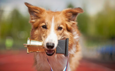 Going For The Gold: Choosing The Top Dogs Of Social Media